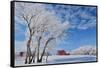 Canada, Manitoba, Hazelridge. Hoarfrost on trees and red barn.-Jaynes Gallery-Framed Stretched Canvas