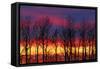 Canada, Manitoba, Matclock. Trees and cloud patterns at sunrise.-Mike Grandmaison-Framed Stretched Canvas