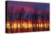 Canada, Manitoba, Matclock. Trees and cloud patterns at sunrise.-Mike Grandmaison-Stretched Canvas