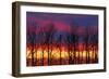 Canada, Manitoba, Matclock. Trees and cloud patterns at sunrise.-Mike Grandmaison-Framed Photographic Print