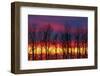 Canada, Manitoba, Matclock. Trees and cloud patterns at sunrise.-Mike Grandmaison-Framed Photographic Print