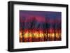 Canada, Manitoba, Matclock. Trees and cloud patterns at sunrise.-Mike Grandmaison-Framed Photographic Print