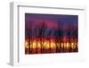 Canada, Manitoba, Matclock. Trees and cloud patterns at sunrise.-Mike Grandmaison-Framed Photographic Print