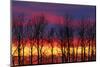 Canada, Manitoba, Matclock. Trees and cloud patterns at sunrise.-Mike Grandmaison-Mounted Photographic Print