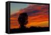 Canada, Manitoba, Portage La Prairie. Tree and clouds at sunrise.-Mike Grandmaison-Framed Stretched Canvas