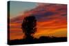 Canada, Manitoba, Portage La Prairie. Tree and clouds at sunrise.-Mike Grandmaison-Stretched Canvas