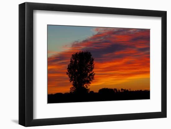 Canada, Manitoba, Portage La Prairie. Tree and clouds at sunrise.-Mike Grandmaison-Framed Photographic Print