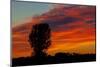 Canada, Manitoba, Portage La Prairie. Tree and clouds at sunrise.-Mike Grandmaison-Mounted Photographic Print