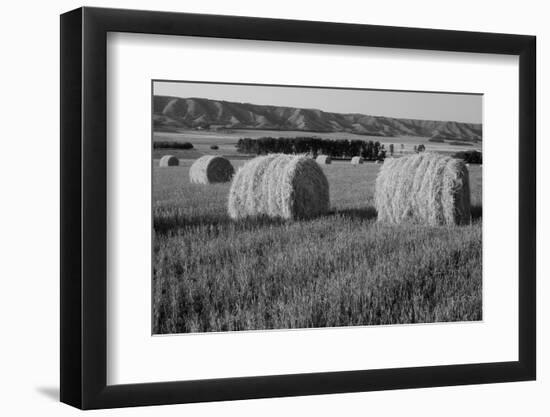 Canada, Manitoba, Rolled Hay Bales in Field-Mike Grandmaison-Framed Photographic Print