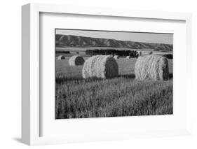 Canada, Manitoba, Rolled Hay Bales in Field-Mike Grandmaison-Framed Photographic Print