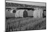 Canada, Manitoba, Rolled Hay Bales in Field-Mike Grandmaison-Mounted Photographic Print