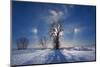 Canada, Manitoba. Sundogs and cottonwood trees in winter.-Jaynes Gallery-Mounted Photographic Print