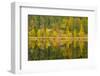 Canada, Manitoba, Whiteshell Park. Larch Trees Reflected in Lily Pond-Jaynes Gallery-Framed Photographic Print