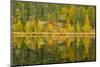 Canada, Manitoba, Whiteshell Park. Larch Trees Reflected in Lily Pond-Jaynes Gallery-Mounted Photographic Print