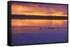 Canada, Manitoba, Whiteshell Provincial Park. Canada geese on White Lake at sunset.-Jaynes Gallery-Framed Stretched Canvas