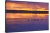 Canada, Manitoba, Whiteshell Provincial Park. Canada geese on White Lake at sunset.-Jaynes Gallery-Stretched Canvas