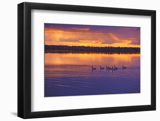 Canada, Manitoba, Whiteshell Provincial Park. Canada geese on White Lake at sunset.-Jaynes Gallery-Framed Photographic Print