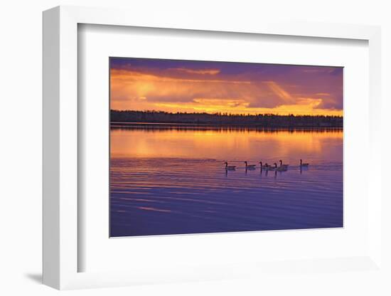 Canada, Manitoba, Whiteshell Provincial Park. Canada geese on White Lake at sunset.-Jaynes Gallery-Framed Photographic Print