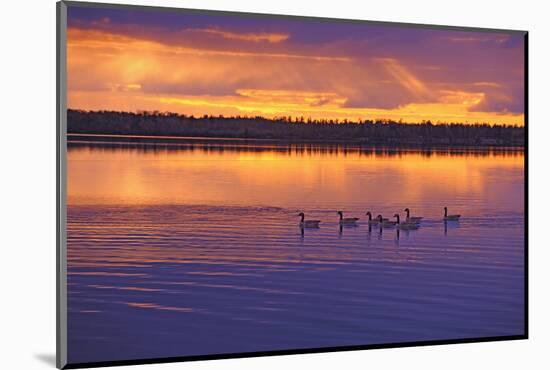 Canada, Manitoba, Whiteshell Provincial Park. Canada geese on White Lake at sunset.-Jaynes Gallery-Mounted Photographic Print