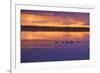 Canada, Manitoba, Whiteshell Provincial Park. Canada geese on White Lake at sunset.-Jaynes Gallery-Framed Photographic Print