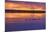 Canada, Manitoba, Whiteshell Provincial Park. Canada geese on White Lake at sunset.-Jaynes Gallery-Mounted Photographic Print