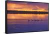 Canada, Manitoba, Whiteshell Provincial Park. Canada geese on White Lake at sunset.-Jaynes Gallery-Framed Stretched Canvas