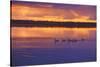 Canada, Manitoba, Whiteshell Provincial Park. Canada geese on White Lake at sunset.-Jaynes Gallery-Stretched Canvas