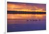 Canada, Manitoba, Whiteshell Provincial Park. Canada geese on White Lake at sunset.-Jaynes Gallery-Framed Photographic Print