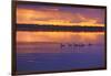 Canada, Manitoba, Whiteshell Provincial Park. Canada geese on White Lake at sunset.-Jaynes Gallery-Framed Photographic Print