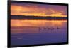 Canada, Manitoba, Whiteshell Provincial Park. Canada geese on White Lake at sunset.-Jaynes Gallery-Framed Photographic Print