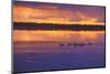 Canada, Manitoba, Whiteshell Provincial Park. Canada geese on White Lake at sunset.-Jaynes Gallery-Mounted Premium Photographic Print