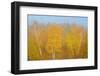 Canada, Manitoba, Whiteshell Provincial Park. Forest in autumn color and fog.-Jaynes Gallery-Framed Photographic Print