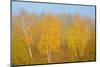 Canada, Manitoba, Whiteshell Provincial Park. Forest in autumn color and fog.-Jaynes Gallery-Mounted Photographic Print