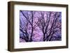 Canada, Manitoba, Winnipeg. Branches of sliver maple at sunrise.-Jaynes Gallery-Framed Photographic Print