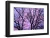 Canada, Manitoba, Winnipeg. Branches of sliver maple at sunrise.-Jaynes Gallery-Framed Photographic Print