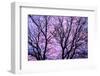 Canada, Manitoba, Winnipeg. Branches of sliver maple at sunrise.-Jaynes Gallery-Framed Photographic Print