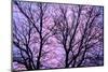 Canada, Manitoba, Winnipeg. Branches of sliver maple at sunrise.-Jaynes Gallery-Mounted Photographic Print