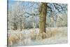 Canada, Manitoba, Winnipeg. Hoarfrost at Edge of Seine River Forest-Jaynes Gallery-Stretched Canvas