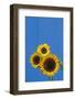 Canada, Manitoba, Winnipeg. Sunflowers Against Blue Fence-Jaynes Gallery-Framed Photographic Print