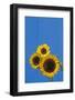 Canada, Manitoba, Winnipeg. Sunflowers Against Blue Fence-Jaynes Gallery-Framed Photographic Print