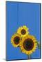 Canada, Manitoba, Winnipeg. Sunflowers Against Blue Fence-Jaynes Gallery-Mounted Photographic Print