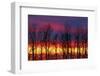 Canada, Manitoba, Winnipeg. Trees and clouds at sunrise.-Jaynes Gallery-Framed Photographic Print