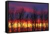 Canada, Manitoba, Winnipeg. Trees and clouds at sunrise.-Jaynes Gallery-Framed Stretched Canvas