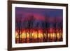 Canada, Manitoba, Winnipeg. Trees and clouds at sunrise.-Jaynes Gallery-Framed Photographic Print