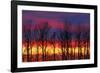 Canada, Manitoba, Winnipeg. Trees and clouds at sunrise.-Jaynes Gallery-Framed Photographic Print