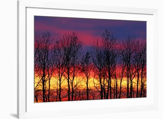 Canada, Manitoba, Winnipeg. Trees and clouds at sunrise.-Jaynes Gallery-Framed Photographic Print