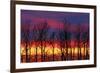 Canada, Manitoba, Winnipeg. Trees and clouds at sunrise.-Jaynes Gallery-Framed Photographic Print