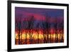 Canada, Manitoba, Winnipeg. Trees and clouds at sunrise.-Jaynes Gallery-Framed Photographic Print