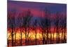Canada, Manitoba, Winnipeg. Trees and clouds at sunrise.-Jaynes Gallery-Mounted Photographic Print