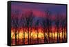 Canada, Manitoba, Winnipeg. Trees and clouds at sunrise.-Jaynes Gallery-Framed Stretched Canvas